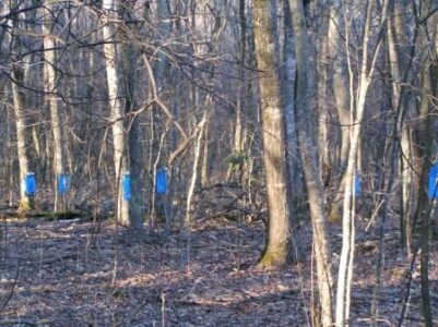 Tapping Backyard Trees for Maple Syrup Image